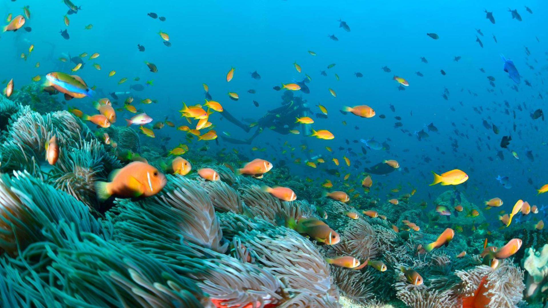 Turtle Maldives - Your Gateway To The Beach & Marine Adventures Await! Omadhoo Exterior foto